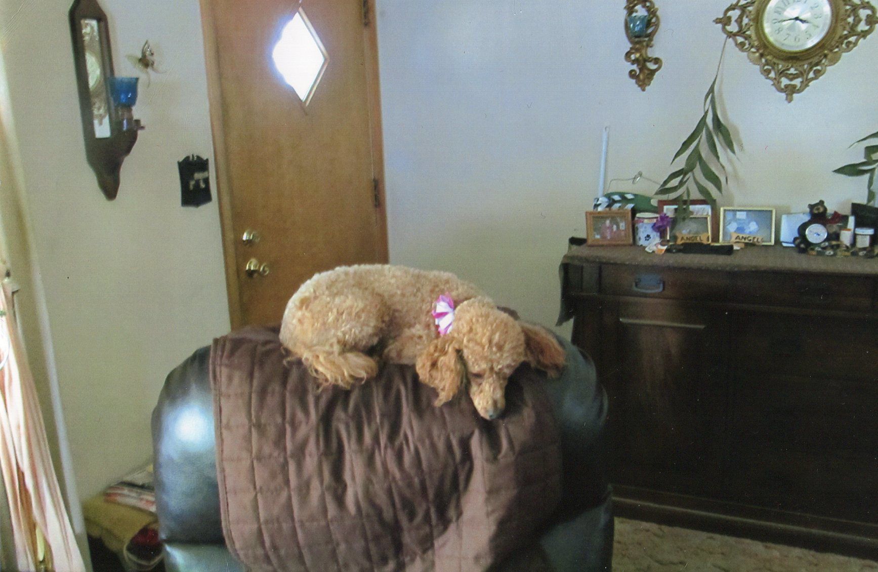 Roxy on perch